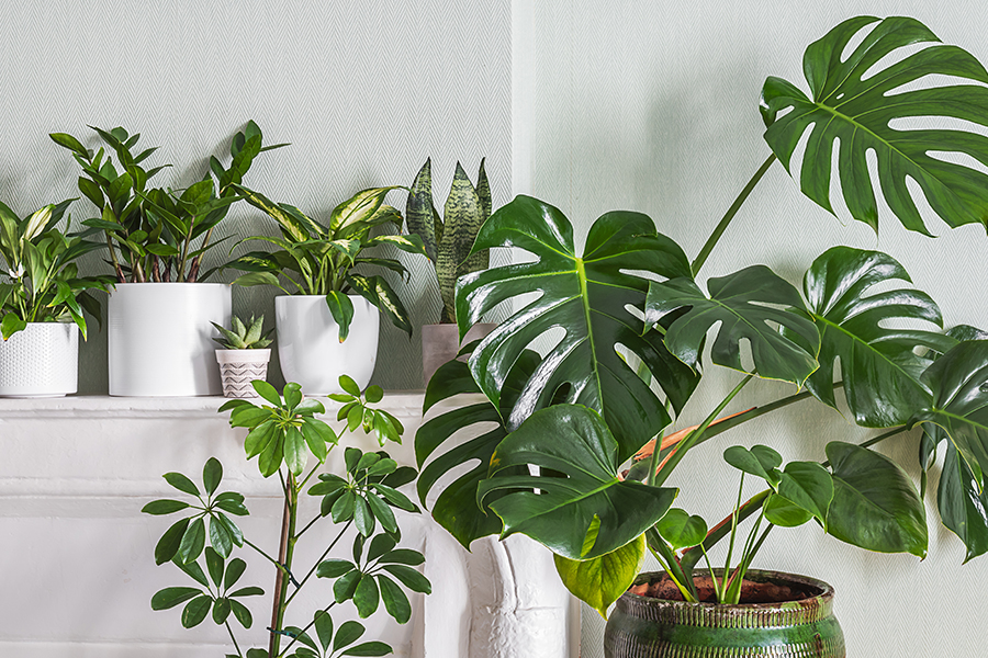 Plantas de interior